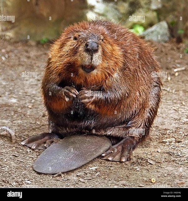 канадский бобр