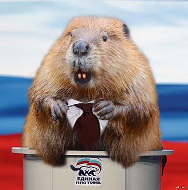 сообщение о бобрах 4 класс окружающий мир