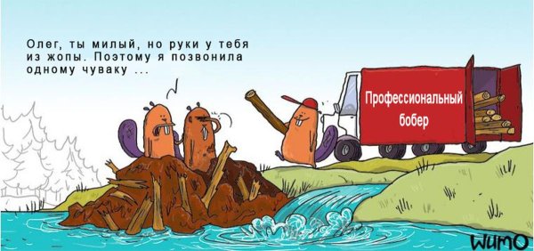 карикатуры с бобром