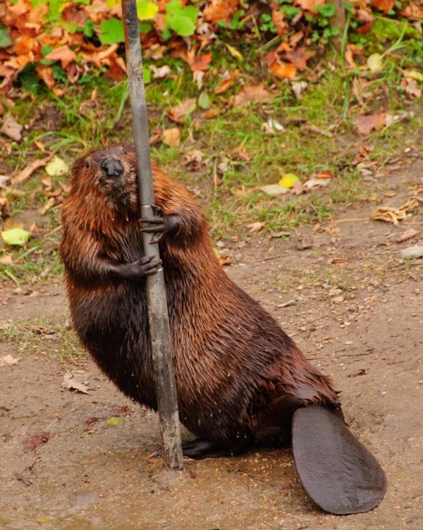 бобр обыкновенный