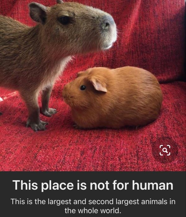 капибара детеныш