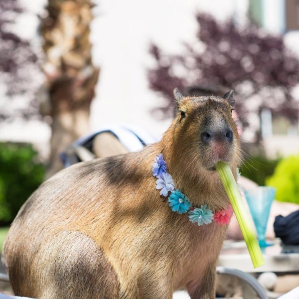 праздничная капибара