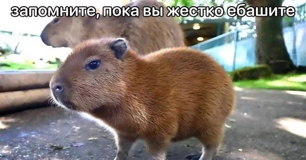 маленькая капибара