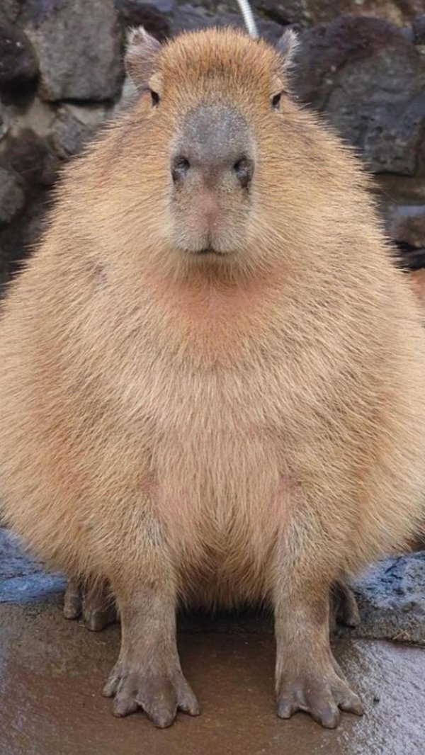 морда капибары