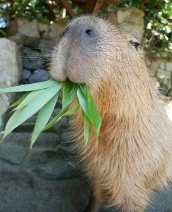 капибара морда