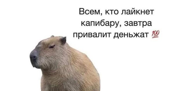 капибара гигачад