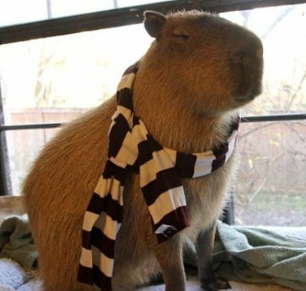 капибара смешная