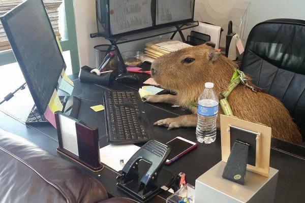 кибер капибара