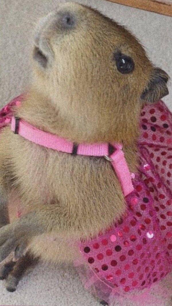 капибара смешная