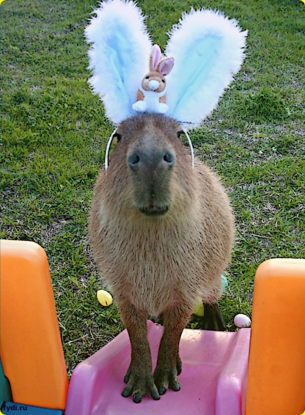 игрушка капибара