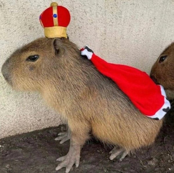 капибара король