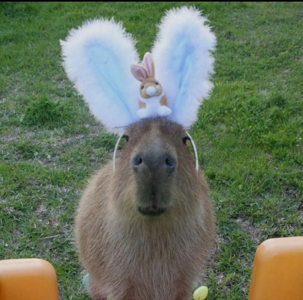 капибара питомец