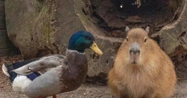 капибара млекопитающее