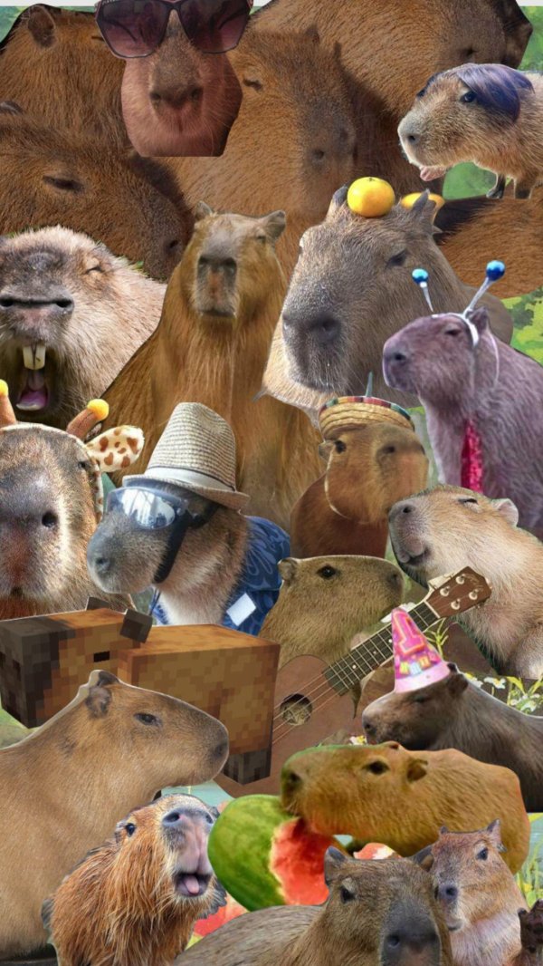 капибара красивая