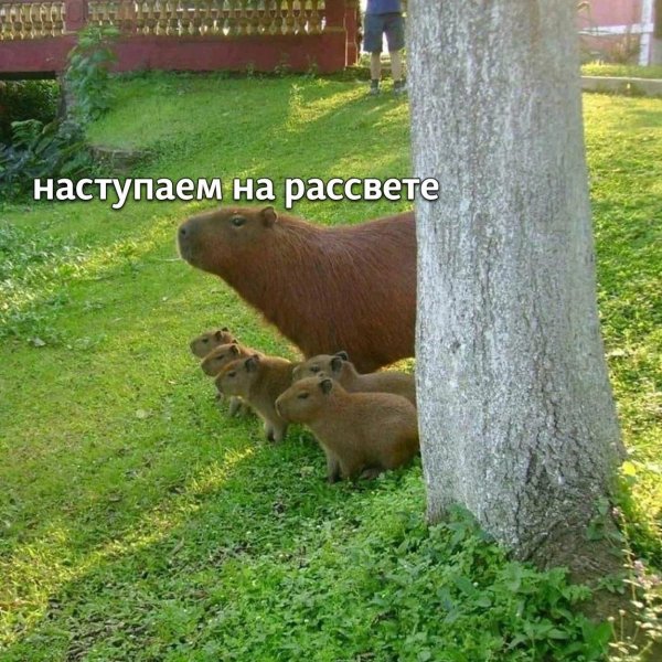 фотографии капибар