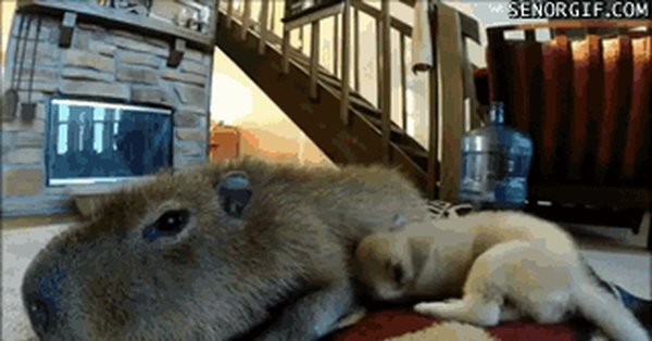 капибара домашняя