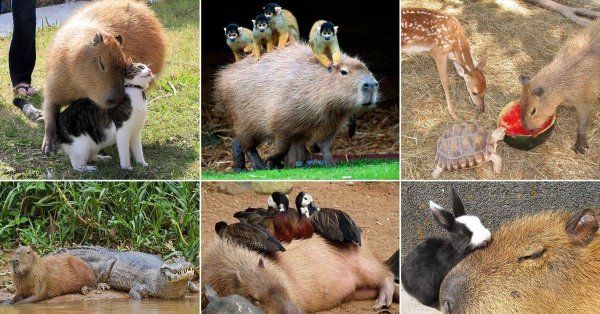 капибара дикая