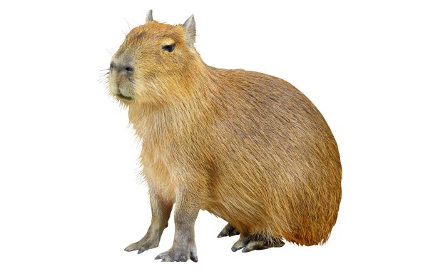 капибара без фона