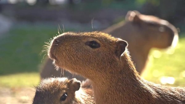 капибара обои