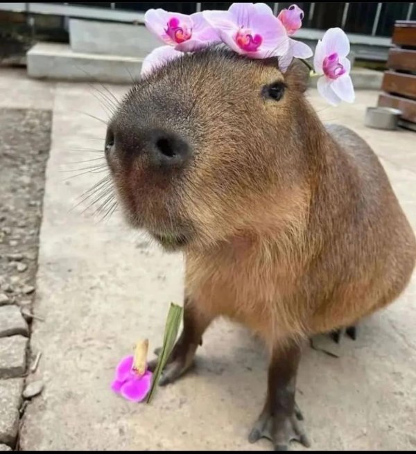 капибара милая