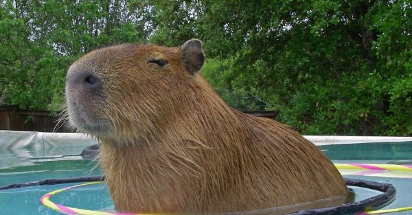 капибара лайк