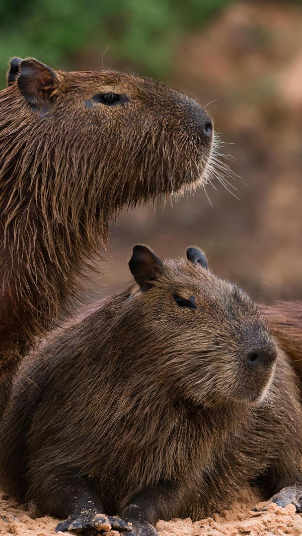 капибара млекопитающее