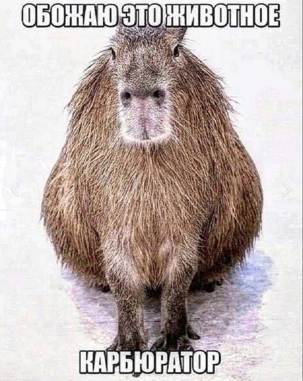 капибара мем
