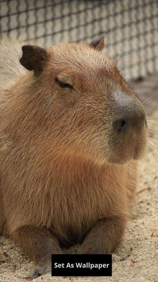 капибара фонк