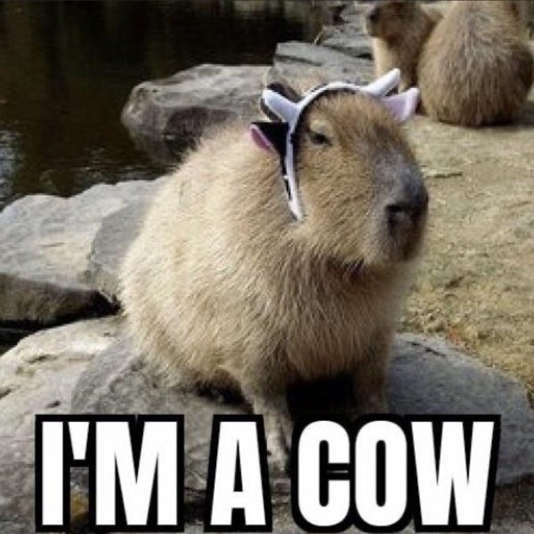 капибара в классическом костюме