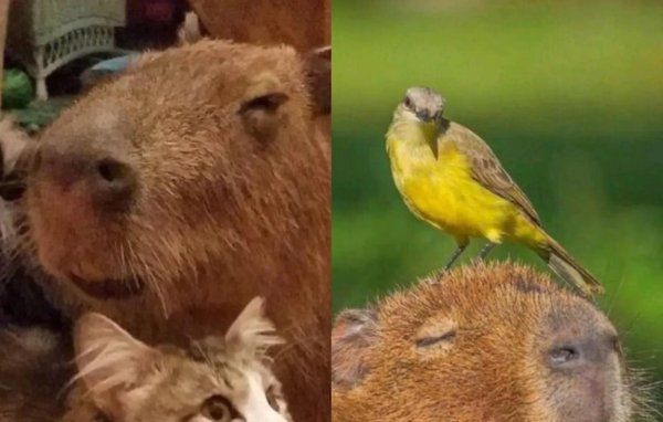 капибара дружба