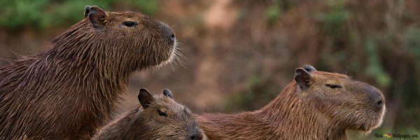 спаривание капибар