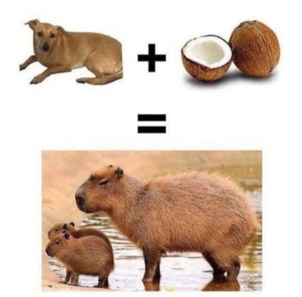 капибара детеныш