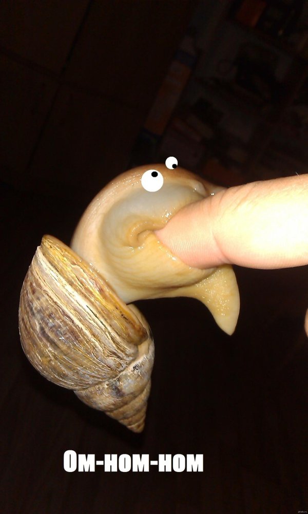 улитка ахатина