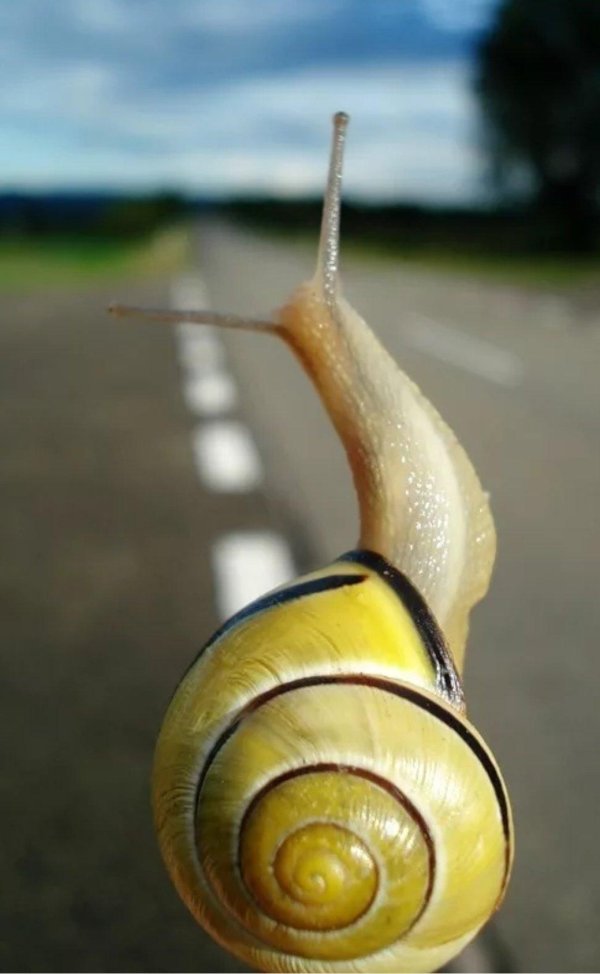 цепея неморалис