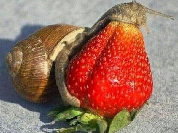 слизни на клубнике