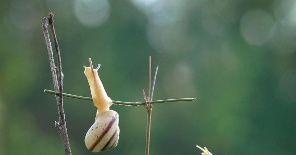 улитка лесная