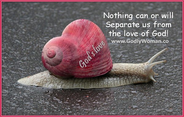 морские брюхоногие