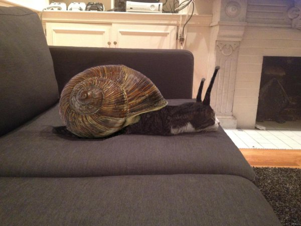 огромная улитка