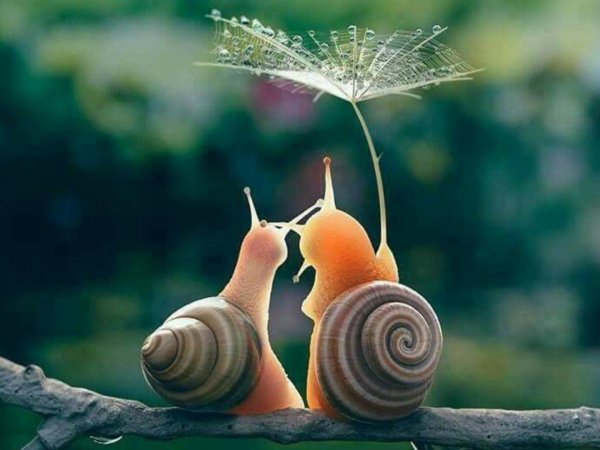 счастливая улитка