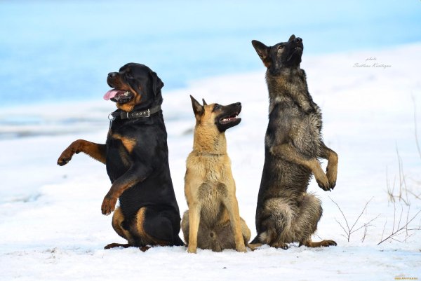 порода ротвейлер