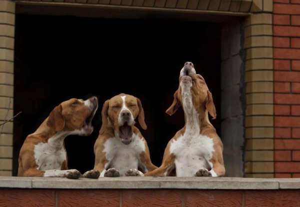 гончая гамильтона гамильтонстёваре