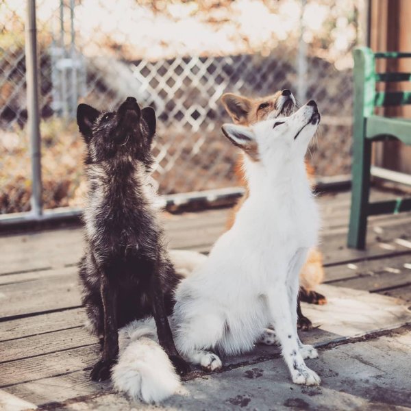 домашние лисы