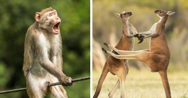 кенгуру австралии