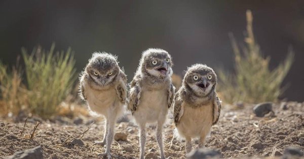 кроличий сыч