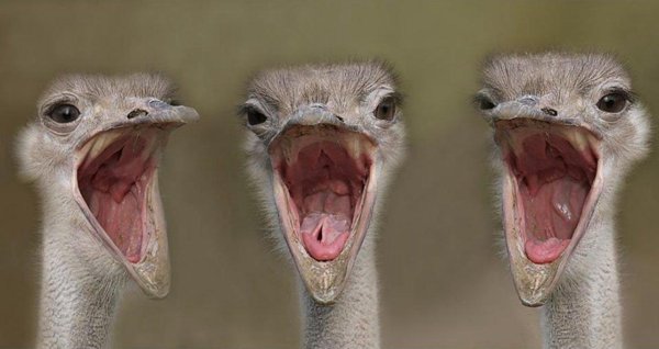 морда страуса