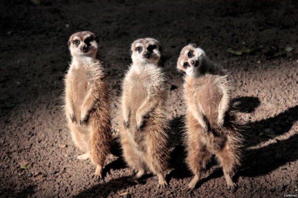 животное сурикат