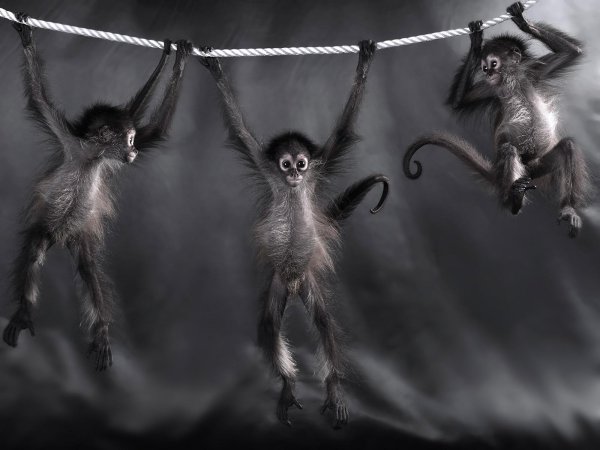 паукообразные обезьяны коата