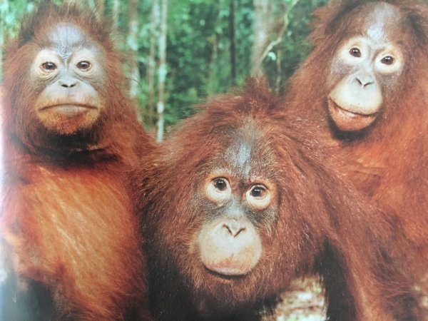 суматранский орангутан