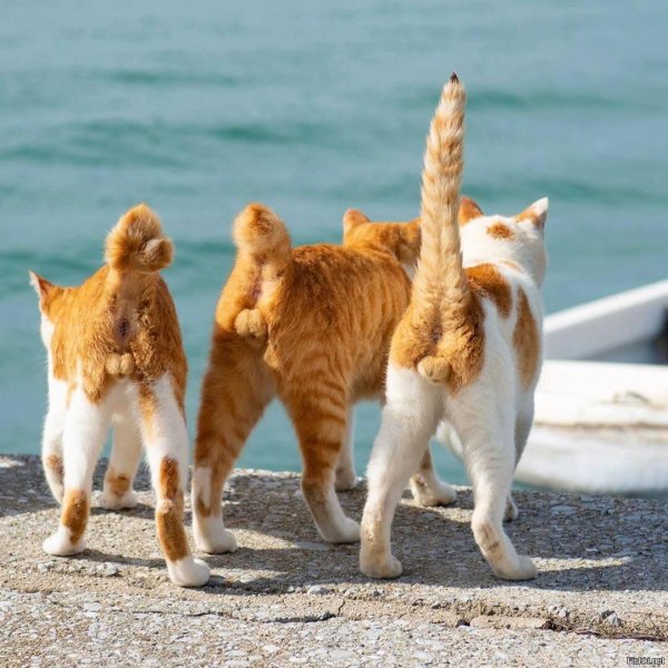 остров фраджост кошачий