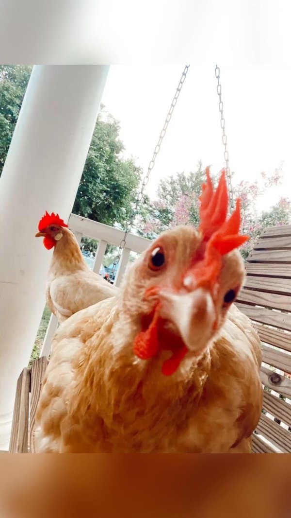 мини мясные палевые куры